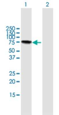 Western Blot: Galectin-3BP/MAC-2BP/LGALS3BP Antibody [H00003959-B01P] - Analysis of LGALS3BP expression in transfected 293T cell line by LGALS3BP polyclonal antibody.  Lane 1: LGALS3BP transfected lysate(64.35 KDa). Lane 2: Non-transfected lysate.