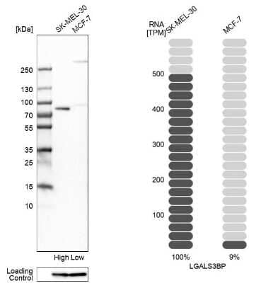 Western Blot: Galectin-3BP/MAC-2BP/LGALS3BP Antibody [NBP1-89346] - Analysis in human cell lines SK-MEL-30 and MCF-7 using anti-LGALS3BP antibody. Corresponding LGALS3BP RNA-seq data are presented for the same cell lines. Loading control: anti-PFN1.