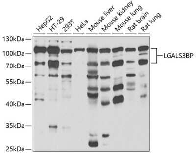 Western Blot: Galectin-3BP/MAC-2BP/LGALS3BP Antibody [NBP3-03669] - Analysis of extracts of various cell lines, using Galectin-3BP/MAC-2BP/LGALS3BP antibody at 1:1000 dilution. Secondary antibody: HRP Goat Anti-Rabbit IgG (H+L) at 1:10000 dilution. Lysates/proteins: 25ug per lane. Blocking buffer: 3% nonfat dry milk in TBST.