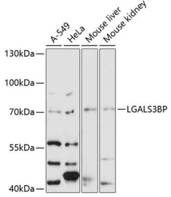 Western Blot: Galectin-3BP/MAC-2BP/LGALS3BP Antibody [NBP3-03777] - Analysis of extracts of various cell lines, using Galectin-3BP/MAC-2BP/LGALS3BP antibody at 1:3000 dilution. Secondary antibody: HRP Goat Anti-Rabbit IgG (H+L) at 1:10000 dilution. Lysates/proteins: 25ug per lane. Blocking buffer: 3% nonfat dry milk in TBST.