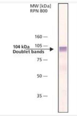 Western Blot: Gamma Adaptin Antibody (100/3) [NBP2-22155] - Bovine brain extract was separated on SDS-PAGE and probed.