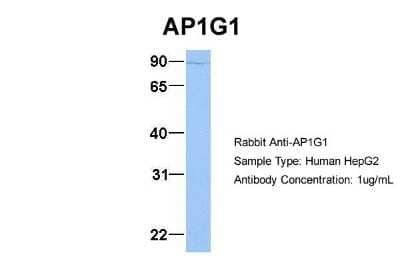 Western Blot: Gamma Adaptin Antibody [NBP1-57633] - Analysis of HepG2 cell lysate. Antibody Dilution: 1.0 ug/ml AP1G1 is supported by BioGPS gene expression data to be expressed in HepG2.