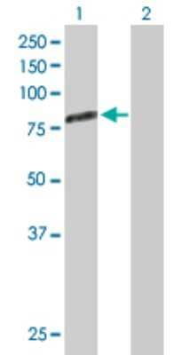Western Blot: Gas6 Antibody [H00002621-D01P] - Analysis of GAS6 expression in transfected 293T cell line by GAS6 polyclonal antibody.Lane 1: GAS6 transfected lysate(74.90 KDa).Lane 2: Non-transfected lysate.