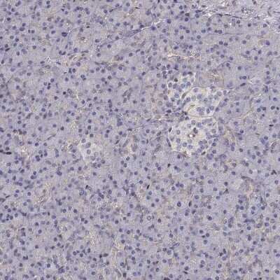 Immunohistochemistry-Paraffin: Gasdermin-A Antibody [NBP2-49426] - Staining of human pancreas shows low expression as expected.