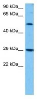 Western Blot: Gasdermin-C Antibody [NBP3-10217] - Western blot analysis of Gasdermin-C in Mouse Pancreas lysates. Antibody dilution at 1ug/ml