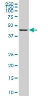 Western Blot: Gasdermin like Antibody (1E10) [H00055876-M05] - Analysis of GSDML expression in A-431 (Cat # L015V1).