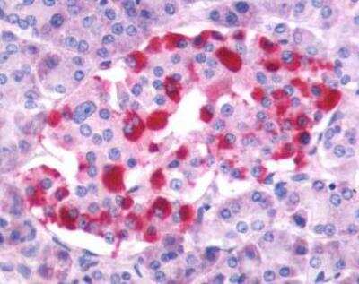 Immunohistochemistry-Paraffin: Gastrin-releasing Peptide R/GRPR Antibody [NLS830] - Gastrin-releasing Peptide/Bombesin/Neuromedin C Antibody [NLS830] - Analysis of anti-GRPR antibody with human pancreas, islet of Langerhans at 4 ug/ml.