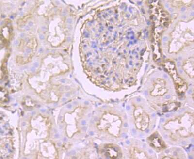 Immunohistochemistry-Paraffin: Gelsolin/GSN Antibody (JB36-68) [NBP2-75503] - Analysis of paraffin-embedded human kidney tissue using anti-Gelsolin antibody. Counter stained with hematoxylin.