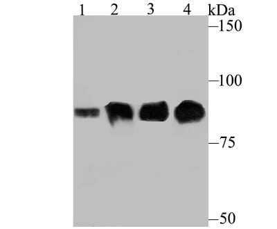 Western Blot: Gelsolin/GSN Antibody (JB36-68) [NBP2-75503] - Analysis of Gelsolin on different lysates using anti-Gelsolin antibody at 1/500 dilution.Positive control:Lane 1: Mouse thymus    Lane 2: Mouse lungLane 3: THP-1           Lane 4: HepG2