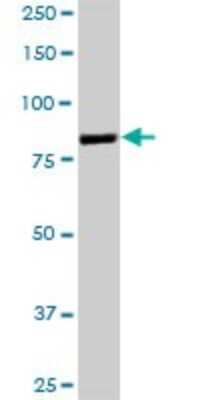 Western Blot: Gelsolin/GSN Antibody [H00002934-B01P] - Analysis of GSN expression in HepG2.
