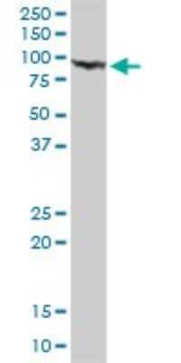 Western Blot: Gelsolin/GSN Antibody [H00002934-D01P] - Analysis of GSN expression in human liver.