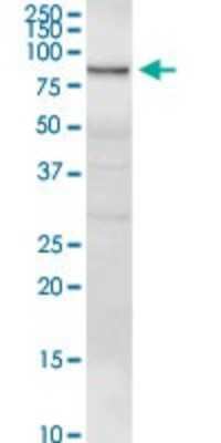 Western Blot: Gelsolin/GSN Antibody [H00002934-D01P] - Analysis of GSN expression in human pancreas.