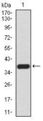 Western Blot: Gemin 3 Antibody (7B2B1) [NBP2-52453] - Analysis using DDX20 mAb against human DDX20 (AA: 725-824) recombinant protein. (Expected MW is 38.4 kDa)