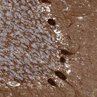 Immunohistochemistry-Paraffin: Gemin 5 Antibody [NBP1-90354] - Staining of human cerebellum shows strong cytoplasmic and nucleolar positivity in purkinje cells.