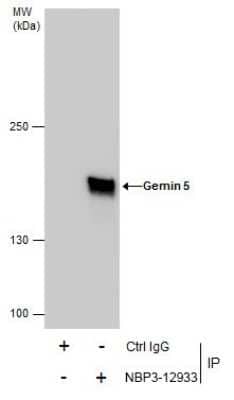 Immunoprecipitation: Gemin 5 Antibody [NBP3-12933] - Immunoprecipitation of Gemin 5 protein from HepG2 whole cell extracts using 5 ug of Gemin 5 antibody (NBP3-12933). Western blot analysis was performed using Gemin 5 antibody (NBP3-12933). EasyBlot anti-Rabbit IgG was used as a secondary reagent.