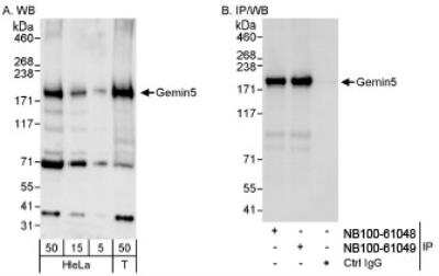 Western Blot: Gemin 5 Antibody [NB100-61048] - Detection of Human Gemin5 on HeLa whole cell lysate using NB100-61048. Gemin5 was also immunoprecipitated by rabbit anti-Gemin5 antibody NB100-61049.