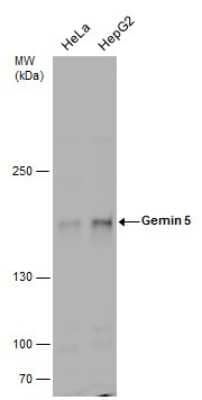 Western Blot Gemin 5 Antibody - BSA Free