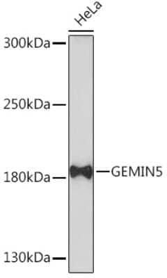 Western Blot Gemin 5 Antibody - Azide and BSA Free