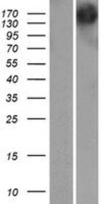 Western Blot Gemin 5 Overexpression Lysate