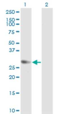Western Blot: Geminin Antibody (1B10) [H00051053-M02] - Analysis of GMNN expression in transfected 293T cell line by GMNN monoclonal antibody (M02), clone 1B10.Lane 1: GMNN transfected lysate(23.6 KDa).Lane 2: Non-transfected lysate.
