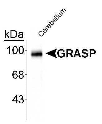 Western Blot: General Receptor for phosphoinositides 1 Antibody [NB300-310] - Rat cerebellar lysate showing the  specific immunolabeling of the ~95k GRASP protein, using NB300-310.