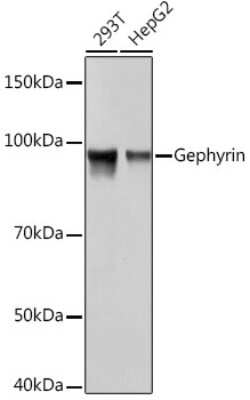 Western Blot: Gephyrin/GPHN Antibody (9D0B0) [NBP3-16472] - Western blot analysis of extracts of various cell lines, using Gephyrin/GPHN Rabbit mAb (NBP3-16472) at 1:1000 dilution. Secondary antibody: HRP Goat Anti-Rabbit IgG (H+L) at 1:10000 dilution. Lysates/proteins: 25ug per lane. Blocking buffer: 3% nonfat dry milk in TBST. Detection: ECL Basic Kit. Exposure time: 10s.