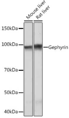 Western Blot: Gephyrin/GPHN Antibody (9D0B0) [NBP3-16472] - Western blot analysis of extracts of various cell lines, using Gephyrin/GPHN Rabbit mAb (NBP3-16472) at 1:1000 dilution. Secondary antibody: HRP Goat Anti-Rabbit IgG (H+L) at 1:10000 dilution. Lysates/proteins: 25ug per lane. Blocking buffer: 3% nonfat dry milk in TBST. Detection: ECL Basic Kit. Exposure time: 3min.