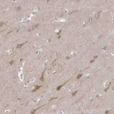 Immunohistochemistry-Paraffin: Gephyrin/GPHN Antibody [NBP1-87876] - Staining of human cerebral cortex shows high expression.