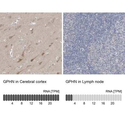 Immunohistochemistry-Paraffin: Gephyrin/GPHN Antibody [NBP1-87876] - Staining in human cerebral cortex and lymph node tissues using anti-GPHN antibody. Corresponding GPHN RNA-seq data are presented for the same tissues.