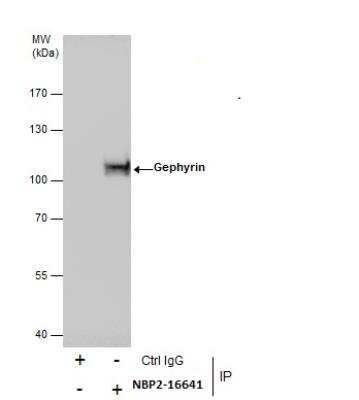 Immunoprecipitation: Gephyrin/GPHN Antibody [NBP2-16641] -  A431 whole cell extracts using 5 ug of Gephyrin antibody [N2C1], Internal. Western blot analysis was performed using Gephyrin antibody [N2C1], Internal. EasyBlot anti-Rabbit IgG was used as a secondary reagent.