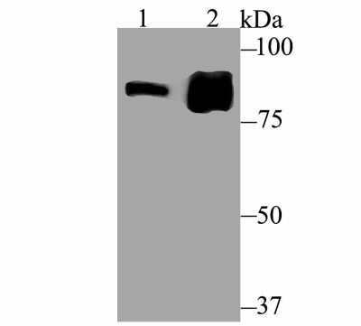 Western Blot: Gephyrin/GPHN Antibody (JG34-47) [NBP2-75504] - Analysis of Gephyrin on SK-Br-3 cell (1) and rat kidney tissue (2) lysate using anti-Gephyrin antibody at 1/500 dilution.