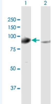 Western Blot: Gephyrin/GPHN Antibody [H00010243-B01P-50ug] - Analysis of GPHN expression in transfected 293T cell line (H00010243-T01) by GPHN MaxPab polyclonal antibody.  Lane 1: GPHN transfected lysate(84.59 KDa). Lane 2: Non-transfected lysate.