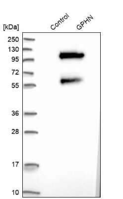 <b>Orthogonal Strategies Validation. </b>Western Blot: Gephyrin/GPHN Antibody [NBP1-87876] - Analysis in control (vector only transfected HEK293T lysate) and GPHN over-expression lysate (Co-expressed with a C-terminal myc-DDK tag (3.1 kDa) in mammalian HEK293T cells).