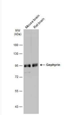 Western Blot: Gephyrin/GPHN Antibody [NBP2-16641] - Various tissue extracts (50 ug) were separated by 7.5% SDS-PAGE, and the membrane was blotted with Gephyrin antibody [N2C1], Internal  diluted at 1:5000. The HRP-conjugated anti-rabbit IgG antibody (NBP2-19301) was used to detect the primary antibody.