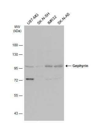 Western Blot: Gephyrin/GPHN Antibody [NBP2-16641] - Various whole cell extracts (30 ug) were separated by 7.5% SDS-PAGE, and the membrane was blotted with Gephyrin antibody [N2C1], Internal diluted at 1:3000. The HRP-conjugated anti-rabbit IgG antibody (NBP2-19301) was used to detect the primary antibody.