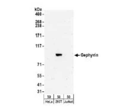 Western Blot: Gephyrin/GPHN Antibody [NBP2-34859] - Detection of Human Gephyrin in whole cell lysate (50 ug) from HeLa, 293T, and Jurkat cells. Antibodies: Affinity purified rabbit anti-Gephyrin antibody used for WB at 0.1 ug/ml. Chemiluminescence with an exposure time of 3 minutes.