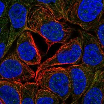 Immunocytochemistry/Immunofluorescence: Gigaxonin Antibody [NBP2-33569] - Immunofluorescent staining of human cell line RT4 shows localization to microtubules.