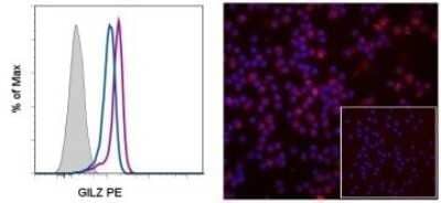 Flow Cytometry: GilZ Antibody (CFMKG15) [NBP2-00143] - Analysis using the PE conjugate of NBP2-00143. C57BL/6 lymph node cells were cultured for 3 hr with (purple histogram) or without (blue histogram) dexamethasone, followed by intracellular staining with 0.25 ug of Rat IgG2a kappa Isotype Control PE (filled histogram) or 0.25 ug of Anti-Human/Mouse GILZ PE (filled histograms). CD3+ cells in the lymphocyte gate were used for analysis.