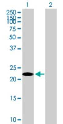 Western Blot: GilZ Antibody [H00001831-B01P] - Analysis of TSC22D3 expression in transfected 293T cell line by TSC22D3 polyclonal antibody.  Lane 1: TSC22D3 transfected lysate(22 KDa). Lane 2: Non-transfected lysate.