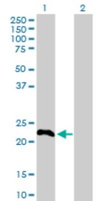 Western Blot: GilZ Antibody [H00001831-D01P] - Analysis of TSC22D3 expression in transfected 293T cell line by TSC22D3 polyclonal antibody.Lane 1: TSC22D3 transfected lysate(22.20 KDa).Lane 2: Non-transfected lysate.