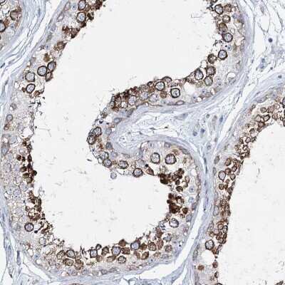 Immunohistochemistry-Paraffin: Girdin Antibody [NBP2-38387] - Staining of human testis shows high expression.