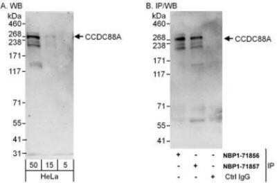 <b>Independent Antibodies Validation and Biological Strategies Validation.</b>Western Blot: Girdin Antibody [NBP1-71857] - Whole cell lysate (5, 15 and 50 mcg for WB; 1 mg for IP, 20% of IP loaded) from HeLa cells.  Affinity purified rabbit anti-CCDC88A antibody used for WB at 0.1 mcg/ml (A) and 1 mcg/ml (B) and used for IP at 6 mcg/mg lysate.  CCDC88A was also immunoprecipitated by rabbit anti-CCDC88A antibody NBP1-71856  , which recognizes an upstream epitope. For blotting immunoprecipitated CCDC88A, NBP1-71857 was used at 1 ug/ml.