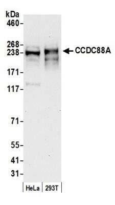 Western Blot: Girdin Antibody [NBP1-71857] - Detection of Human CCDC88A by Western Blot. Samples: Whole cell lysate (50 ug) from HeLa and 293T cells prepared using NETN lysis buffer. Antibody: Affinity purified rabbit anti-CCDC88A antibody NBP1-71857 used for WB at 0.1 ug/ml. Detection: Chemiluminescence with an exposure time of 30 seconds.