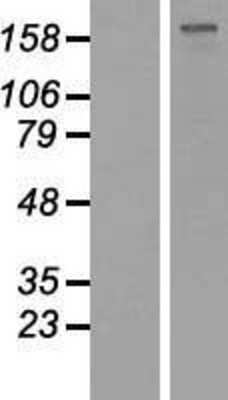 Western Blot GLI-2 Overexpression Lysate