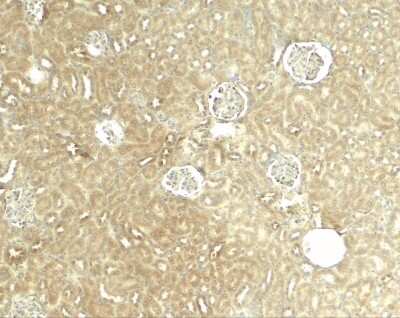 Immunohistochemistry-Paraffin GliS2 Antibody - BSA Free