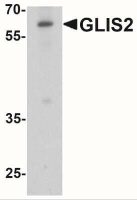 Western Blot: GliS2 Antibody [NBP2-41311] - Analysis of GLIS2 in K562 cell lysate with GLIS2 antibody at 1 ug/ml.