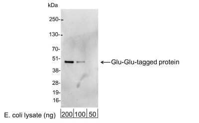 Western Blot: Glu-Glu Epitope Tag Antibody [NB600-353] - Analysis using the HRP conjugate of NB600-353. Detection of 200, 100, or 50 ng of E. coli whole cell lysate expressing a multi-tag fusion protein. Antibody used at 0.2 ug/ml (1:5,000).