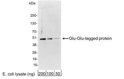 Western Blot Glu-Glu Epitope Tag Antibody - BSA Free