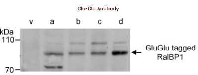 <b>Biological Strategies Validation. </b>Western Blot: Glu-Glu Epitope Tag Antibody [NB600-354] - Triton X-100(1%0 Whole cell lysate(20mcg) from Cos7 cells transiently transfected with control vector (v) or an expression vector driving expression of Glu-Glu tagged RalBP1 (a to d).