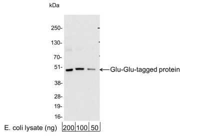 Western Blot: Glu-Glu Epitope Tag Antibody [NB600-354] - 200, 100, or 50 ng of E. coli whole cell lysate expressing a multi-tag fusion protein. Antibody used at 0.04 ug/ml (1:25,000).